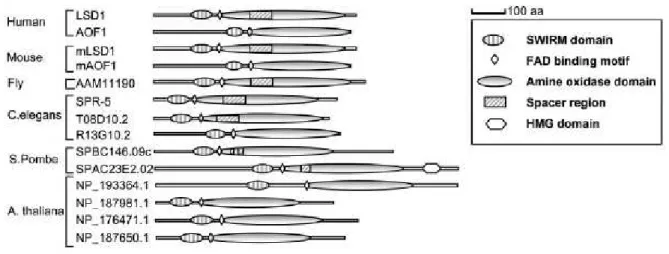 Figure 19. Diagram of LSD1-like amine oxidase family members in different species (Shi et  al., 2004) 