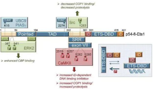 Figure  31.  Structure  of  full  length  ETS1  protein  and  its  transcriptional  regulation