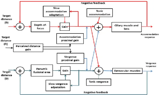 Figure 1.13 Static interactive dual-feedback model of the accommodative and vergence  system( Benjamin, 2006 )
