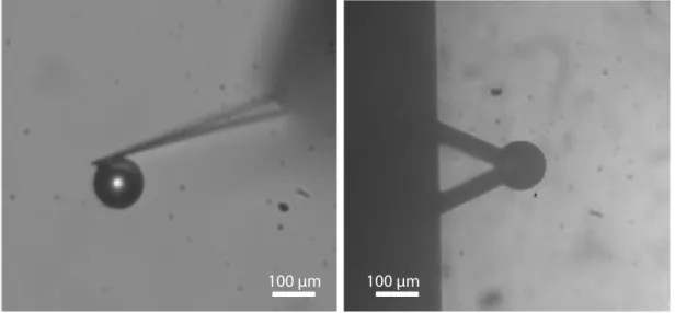 Figure 1.8: Optical images of the particle which was glued on the end of a V-shaped cantilever (SNL-10, Bruker).