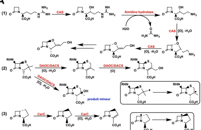 Figure 011A. Quelques réactions de biosynthèse d'antibiotiques catalysées par les oxygénases  à 2-oxoglutarate