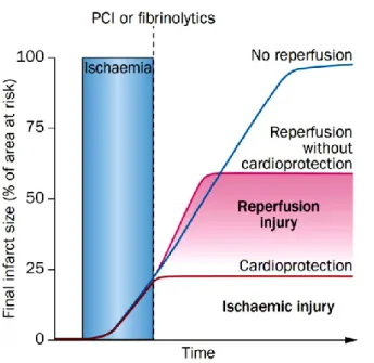 Figure  3.  Ischemic and reperfusion injury. When a coronary artery is occluded, myocardial  tissue becomes ischemic (blue rectangle), and death spreads exponentially