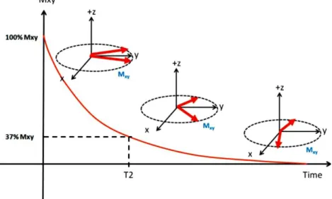 Figure 7. T2 relaxation: the time it takes for M xy  to decrease to 37% of initial M xy 