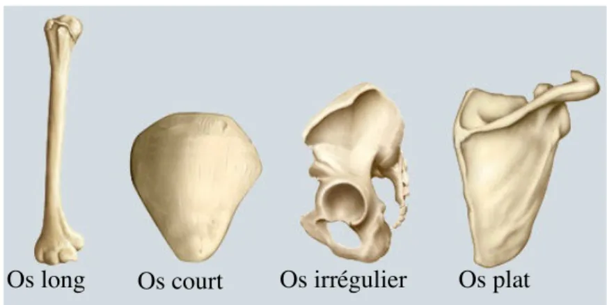Figure 1. Les quatre catégories d’os humain 