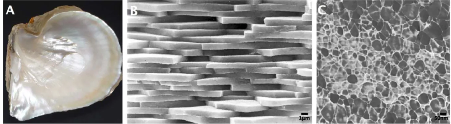FIGURE 1. Structure of the nacreous layer of Pinctada: A: Lustrous nacreous layer as an internal shell coating; B: Scanning Electron Microscopy picture showing the characteristic brick and mortar structure of nacre; C: Atomic Force Microscopy image in Phas