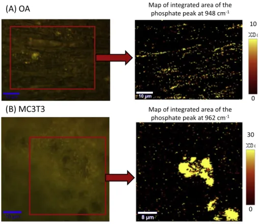 Fig. S1 shows SHG on trabecular bone as an example. Collagen fibers can be observed around the osteocytes as previously reported (Dumas et al., 2014)