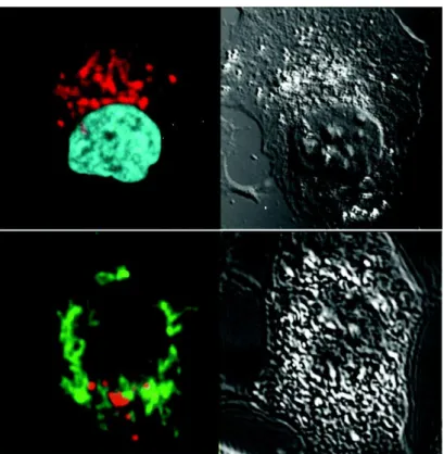 Fig 1.3.24 Fluorescence and transmission images of the cells treated with 44b (in  red) and labeled with MitoTracker (in green, bottom) or DAPI (cyan, top)