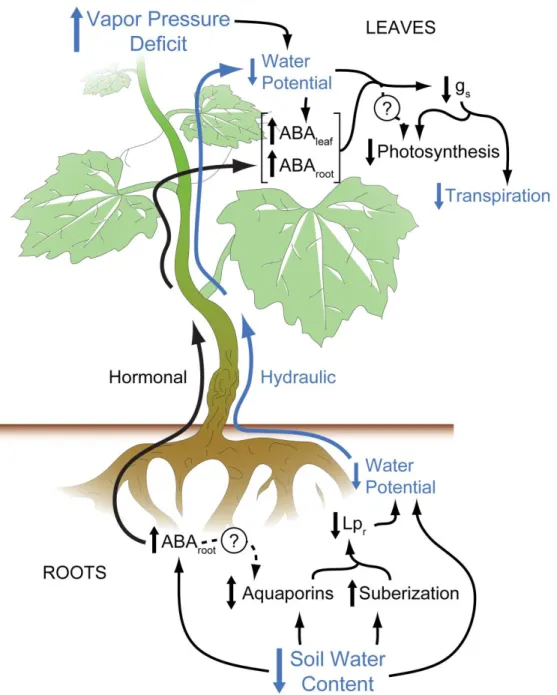 Figure  1.5  A  simplified  summary  of  the  possible  mechanisms  through  which  rootstocks  influence  scion  behavior  under  drought