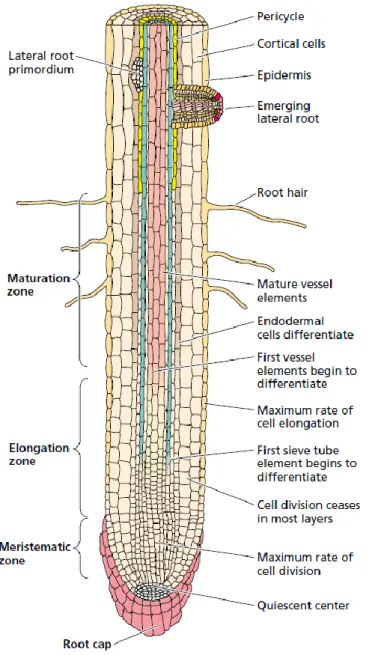 Figure 2.1 Simplified diagram of a primary root showing the root cap, the meristematic zone, the  elongation zone, and the maturation zone (Taiz and Zeiger 2002)