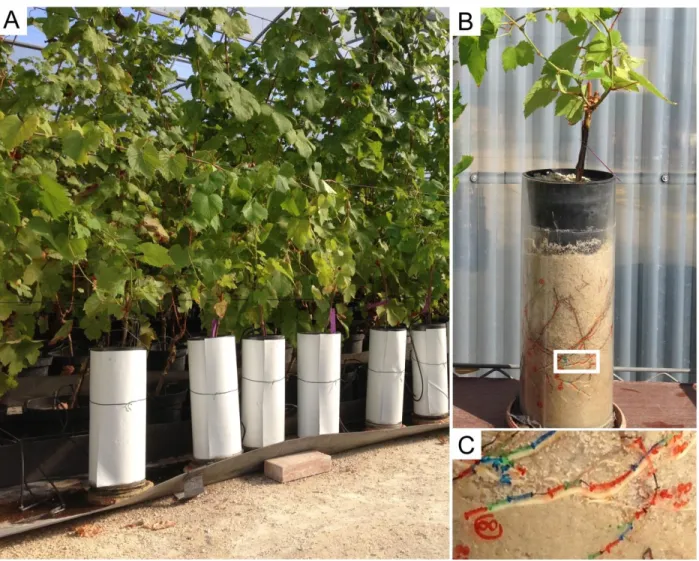 Figure  3.1  Rhizotron  system  used  in  the  experiments.  Roots  can  be  observed  through  the  transparent  walls  of the  cylinder rhizotron