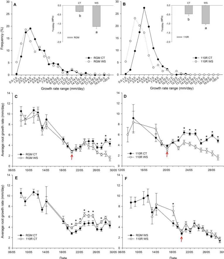 Figure  3.2  Root  growth  data  and  ᴪ midday   of  RGM  and  110R  under  well-watered  and  water- water-stressed  conditions,  May  2015,  stopped  irrigation  on  20 th   May  2015