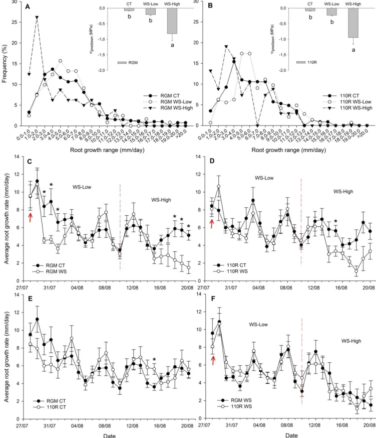 Figure  3.3  Root  growth  data  and  ᴪ predawn   of  RGM  and  110R  under  well-watered  and  water- water-stressed conditions, July-August 2015, stopped irrigation on 28 th  July 2015