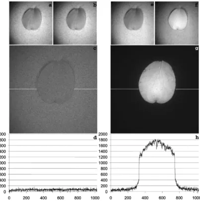Figure 1.3 – Leaf fluorescence using flash versus continuous illumination (CI). Flash illumination was compared against CI from a 100 W Xenon arc lamp, both equipped with the same bandpass filter as part of the chlorophyll filter set (450/50 excitation fil