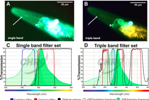 Figure 1.5 – The LSD2022 C. elegans strain expresses an integrated collagen::GFP transgene (ROL- (ROL-6::GFP), which is visible in the cuticle (white arrow)