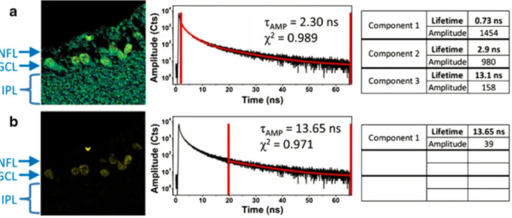 Figure 1.7 – Time-gated FLIM applied to tissue labeled with ADOTA. Panel (a) shows the FLIM equivalent of the steady-state image; data collection starts after 2.5 ns and excludes scattered excitation only