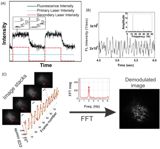 Figure 1.9 – (A) Fluorescence response of an optically modulatable blue fluorescent protein (modBFP/H148K) with constant primary excitation and modulated secondary excitation