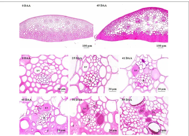 FIGURE 5 | Photomicrographs of cross sections of developing rachis of the winter bread wheat cv