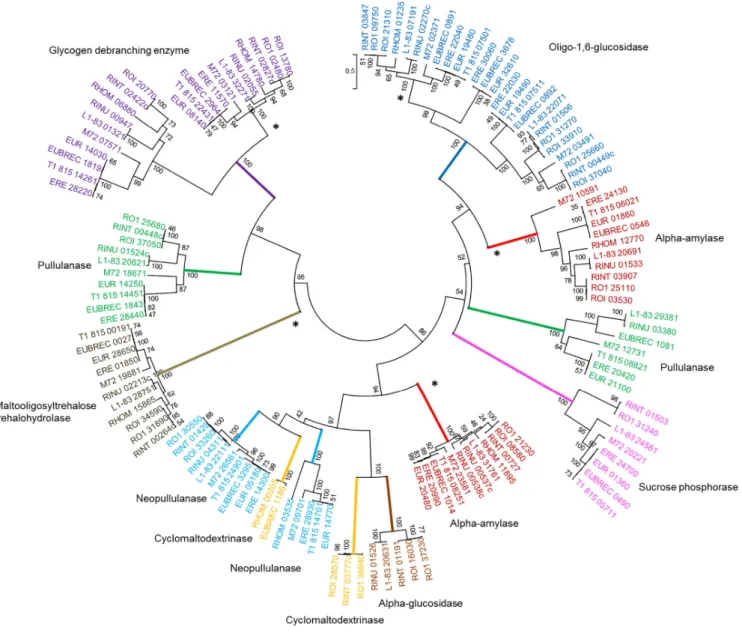 Fig. 2. Phylogenetic tree of Roseburia/E. rectale GH13s. Gene names are colour-coded based on KEGG GH annotation