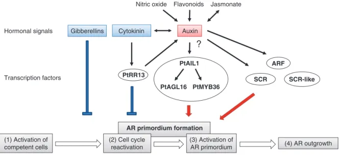 Fig. 1. Possible hormonal regulation of TF during the successive stages of the adventitious rooting in tree species