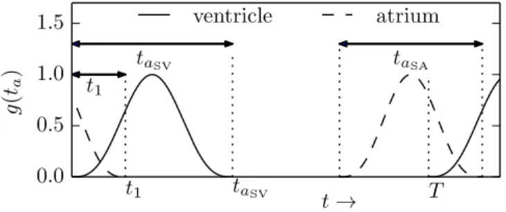 Fig. 2. Activation functions for the atrium and ventricle: t a SA and t a SV