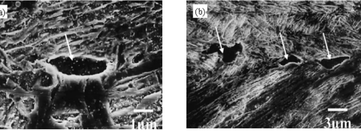 Figure 1.8  SEM micrographs of Fe-0.1C alloy under 12T magnetic field   (a) a ferrite particle nucleated inside an austenite grain,  