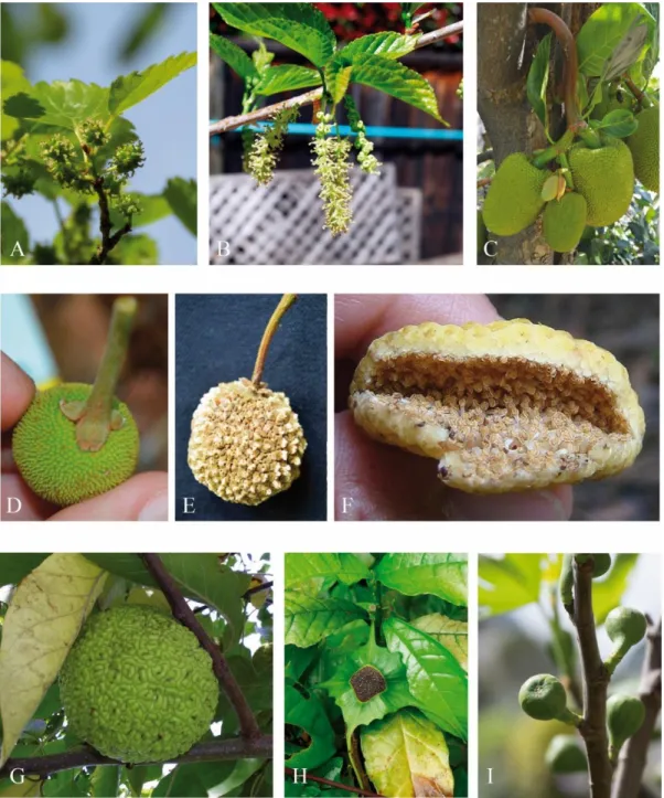 Figure  2.  Representative  species  of  the  seven  tribes  of  Moraceae. A-B.  Morus  alba  female  and  male  inflorescence (Moreae); C