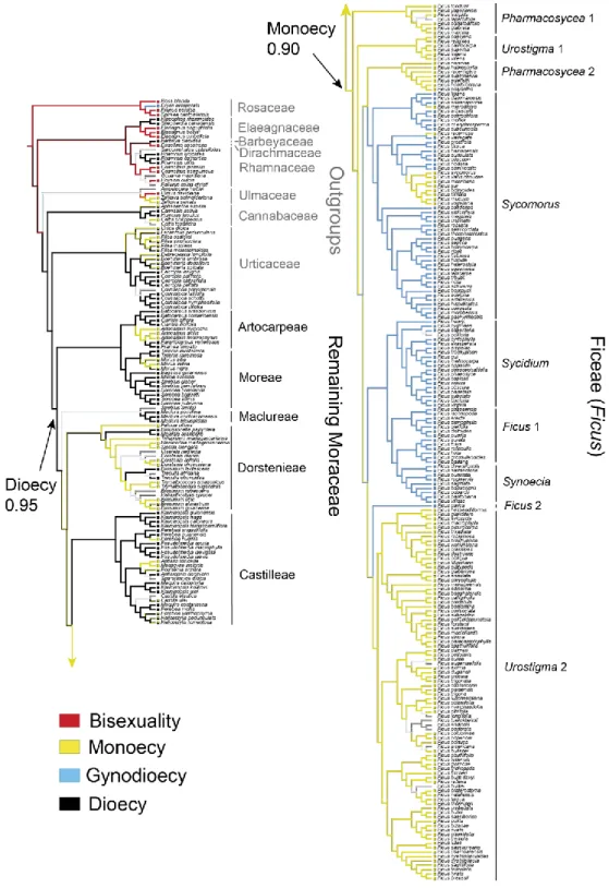 Figure 3. Ancestral state reconstruction of breeding systems in Moraceae. Here we show results  from the maximum likelihood analysis of configuration A (five character states) with the  equal-rate model (for other results, see Figs