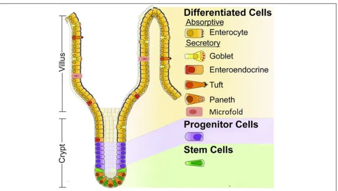 Figure 3. Schematic representation of the crypt-villus unit in the small intestine  