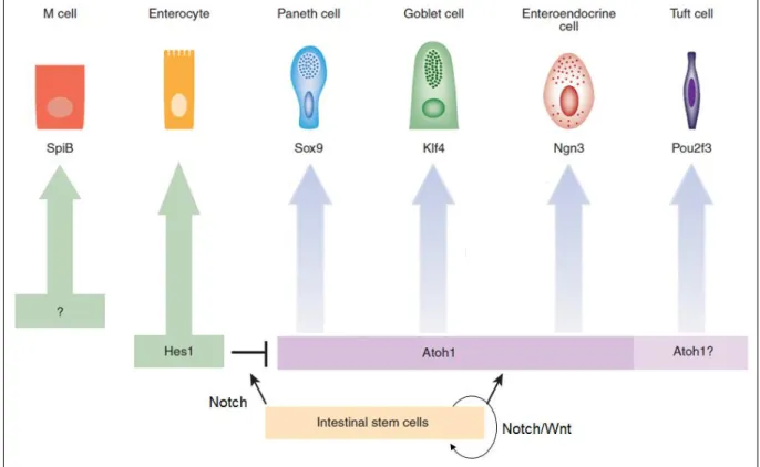 Figure 4. Transcription factors involved in the differentiation of the various intestinal  cell types (Revised from (Gerbe and Jay, 2016)) 