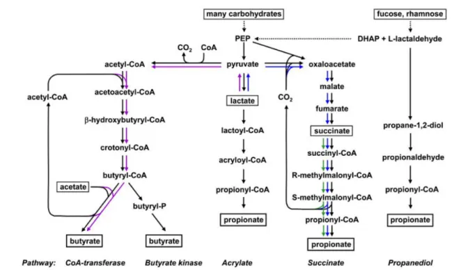 Figure 7. The bacterial metabolic pathways for butyrate and propionate synthesis  (Adapted from (Flint et al., 2015))