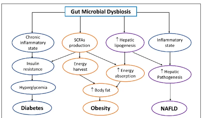 Figure 8.  The role of gut microbiota in the onset and maintenance of metabolic diseases   (Revised from (Pascale et al., 2018))  
