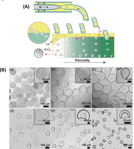 Figure 31. Méthode de collecte des microparticules dans un bain biphasique : (A) Schéma de  la  préparation  des  microparticules  avec  différentes  formes  en  variant  les  conditions  de  gélification ; (B) Images au microscope optique des microparticu