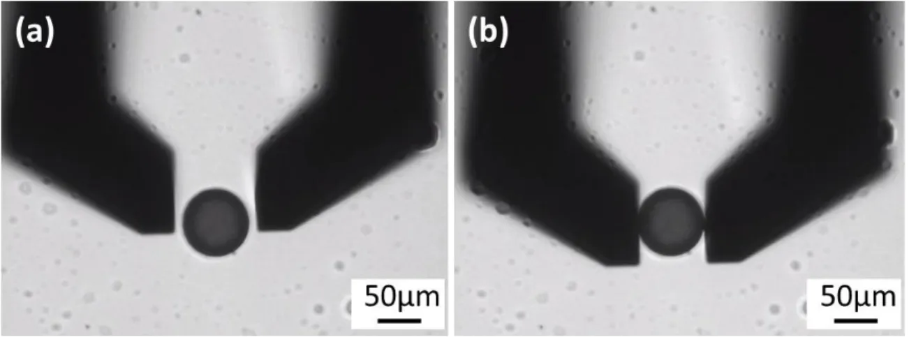 Figure 52. Une microparticule manipulée par la micro-pince pendant (a) l’approche et (b) le  contact avec une force contrôlée