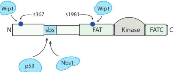 Figure 3.1: Schematic representation of ATM. ATM is a 370 kDa protein with a 350-amino-acid kinase domain between an internal FAT domain, and a  carboxyl-terminus FATC domain