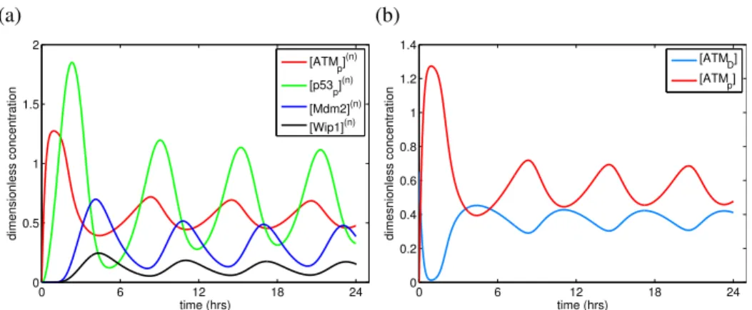 Figure 4.2: (a) Nuclear ATM / p53 / Mdm2 / Wip1 oscillations over a 24 hour-long time interval