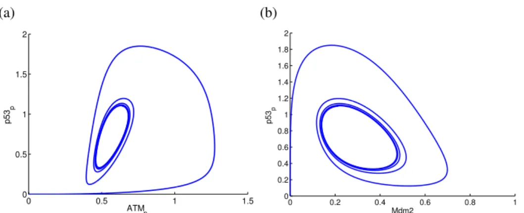 Figure 4.3: Phase plane curves relative to the involved nuclear proteins with [E] = 0.1µM (where E is a hypothetical damage signalling molecule launching ATM activation): (a) AT M p and p53 p (b) Mdm2 and p53 p .