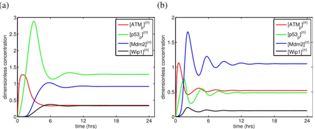 Figure 4.8: (a) The ATM / p53 / Mdm2 / Wip1 dynamics over a 24 hour-long time interval, [E] = 0.1µM, in a case when Mdm2-mediated ubiquitination of p53 is inhibited, k 1 = 0