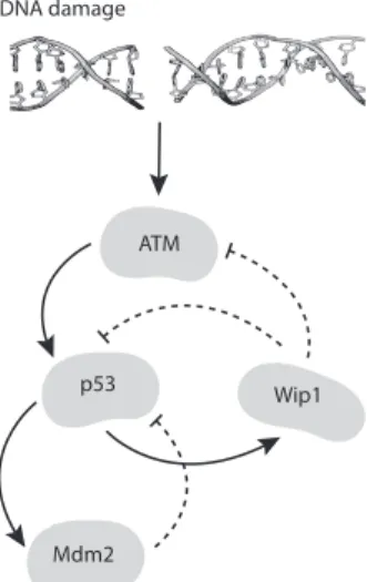 Figure 1.1: The ATM / p53 / Mdm2 / Wip1 dynamics.