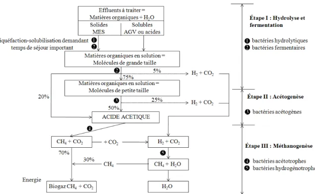 Fig. I. 1. Principales voies de dégradation et nature des populations microbiennes de la digestion  anaérobie (Zeikus, 1982)