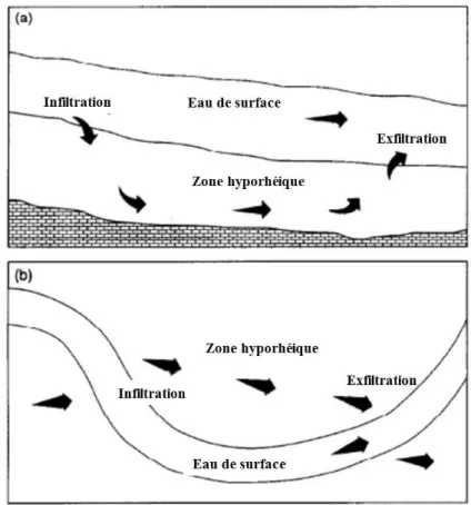 Figure 1.3 : Diagramme d’illustration pour le flux vertical entre les cours d’eau et les sédiments  (a) et le flux latéral entre les cours d’eau et les zones ripariennes (b) (Jones et Holmes, 1996).