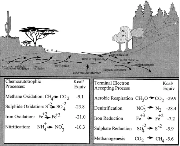 Figure 1.4 : Processus métaboli ques en présence ou absence d’oxygène  dissous dans les zones  hyporhéiques (Dahm et al, 1998)