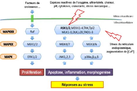 Figure 18. La cascade des mitogen-activated protein kinases (MAPKs) en réponse à différents stress, facteurs de croissance,  espèces réactives de l’oxygène, rayons ultraviolets, osmolarité, cytokines, stress du réticulum endoplasmique