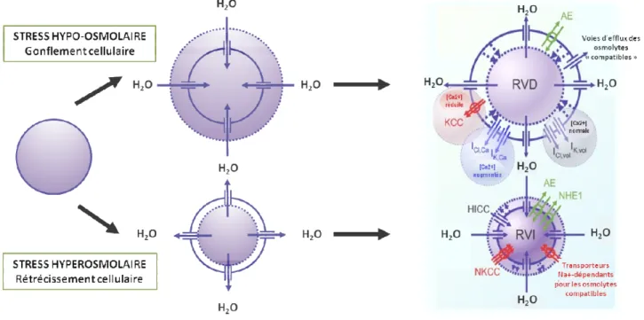Figure  19.  Phénomènes  de  régulation  du  volume  cellulaire  (RVD  et  RVI)  -  RVD  :  l'antiport  Cl - /HCO3 -   (AE),  les  canaux  potassium ou chlorure sensibles au volume (I K,vol ) (I Cl,vol ), les canaux potassium ou chlorure activés par le cal