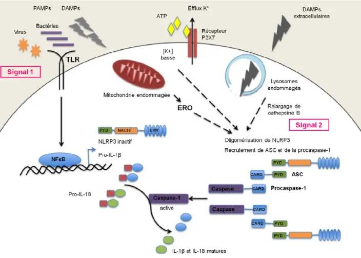 Figure  22.  Mécanismes  cellulaires  d'activation  de  l'inflammasome  NLRP3.  Les  PAMPs  de  bactéries  ou  de  virus  ou  des  DAMPs  vont  agir  comme  le  premier  signal  de  mobilisation  en  activant  le  NFκB  et  l'expression  de  NLRP3  et  de 