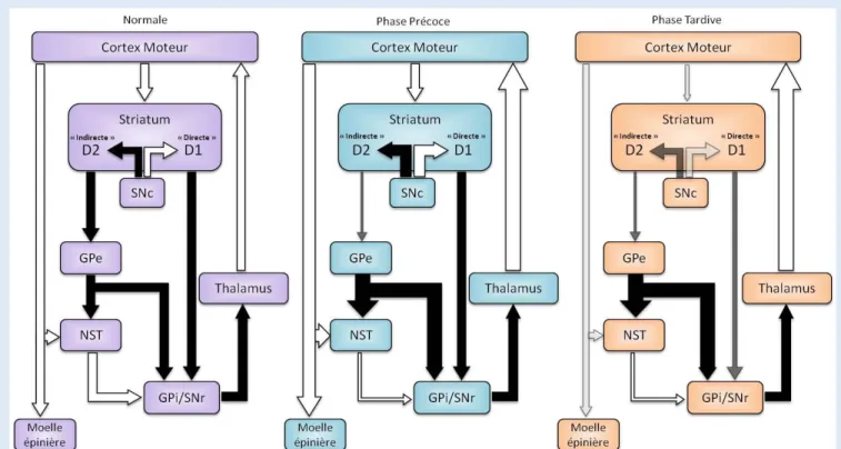 Figure  5  :  Représentation  schématique  des  voies  directes  et  indirectes  des  Ganglions  de  la  Base  chez  un  individu  sain  et  chez  un  patient  atteint  de  la  maladie  de  Huntington