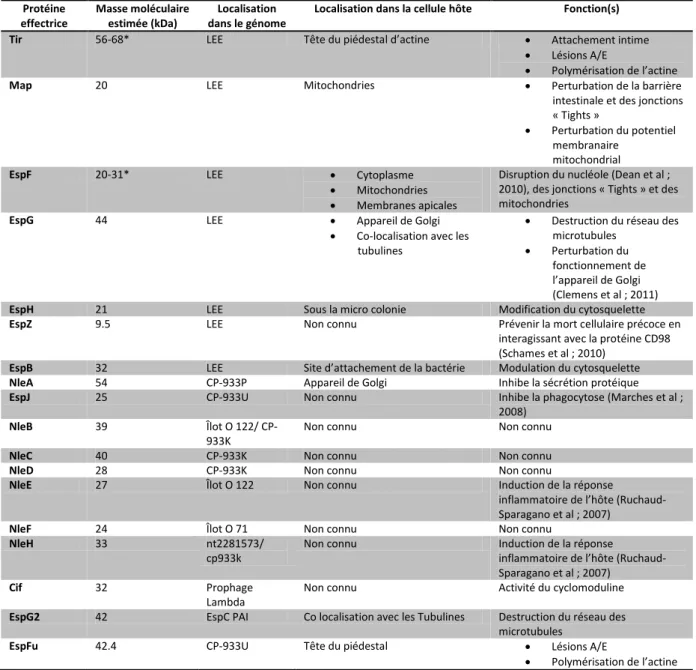 Tableau 2  :  liste des effecteurs protéiques des EPEC et des EHEC  Protéine  effectrice  Masse moléculaire estimée (kDa)  Localisation  dans le génome 