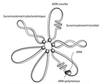 Figure  10 :  représentation  schématique  des  modifications  topologiques  sur  le  chromosome  d’E