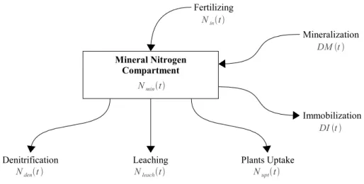 Figure 3: Fluxes of the mineral nitrogen compartment.