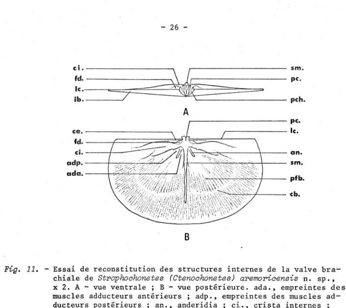 Fig.  11.   - Essai  de reconstitution des  structures  internes  de  la valve  bra­