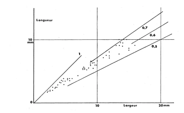 Fig.  15.  -  Courbe  de  croissance de  la valve  pédonculaire  de  S.  (Strophochone-t&amp;s) jouannensiSj n